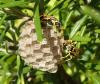 Polistes gallicus